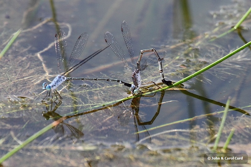 J01_2063 Lestes praemorsus ovip.JPG